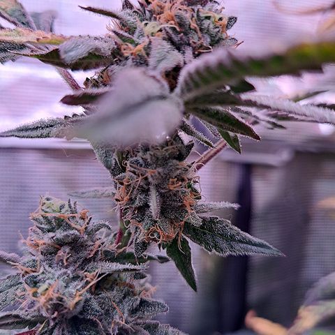 Pink Banana Trufflez growlog timeline photo