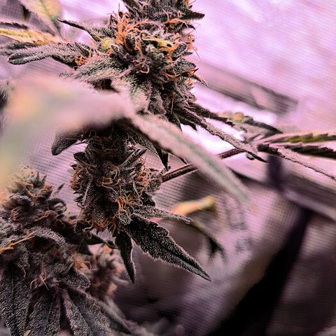 Pink Banana Trufflez growlog timeline photo