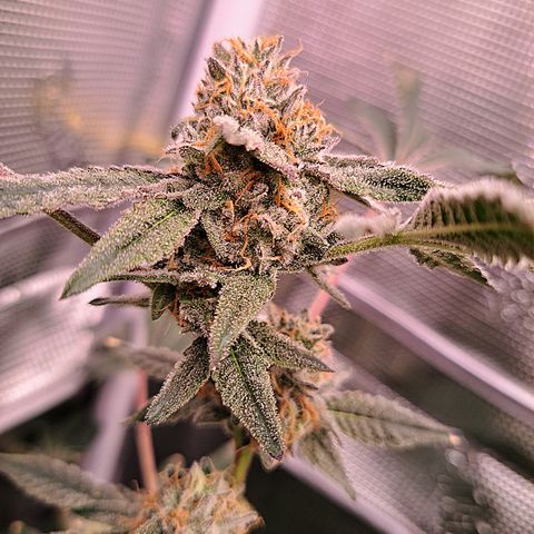 Pink Banana Trufflez growlog timeline photo
