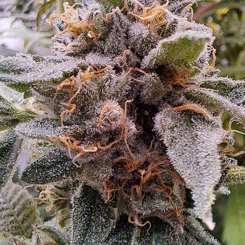 Pink Banana Trufflez growlog timeline photo