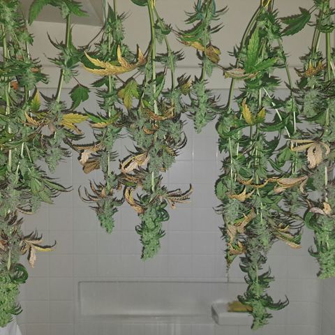 Krillins Kush growlog timeline photo