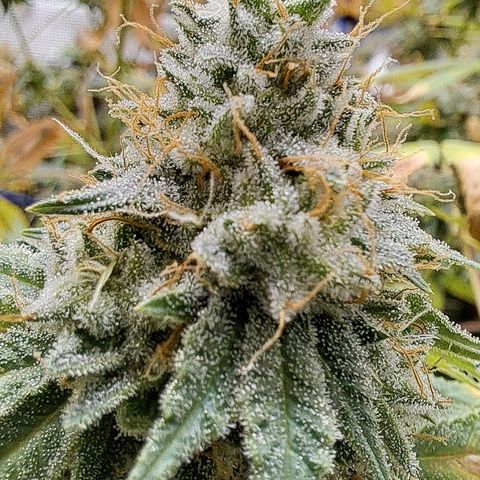 Gg#4 (josey cut) growlog timeline photo