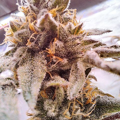 Pink Banana Trufflez growlog timeline photo