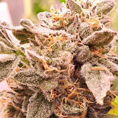 Pink Banana Trufflez growlog timeline photo