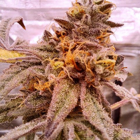 Pink Banana Trufflez growlog timeline photo