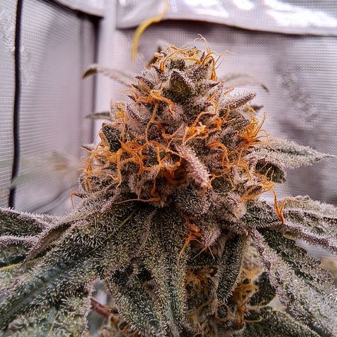 Pink Banana Trufflez growlog timeline photo