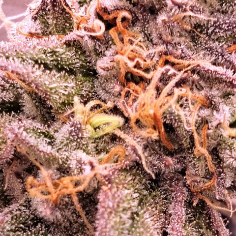 Pink Banana Trufflez growlog timeline photo