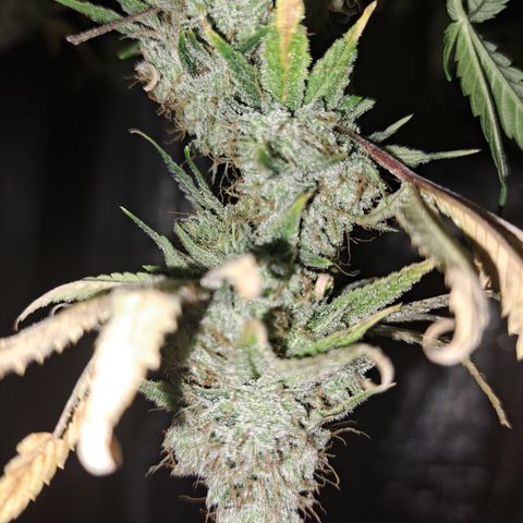 Gg#4 (josey cut) growlog timeline photo