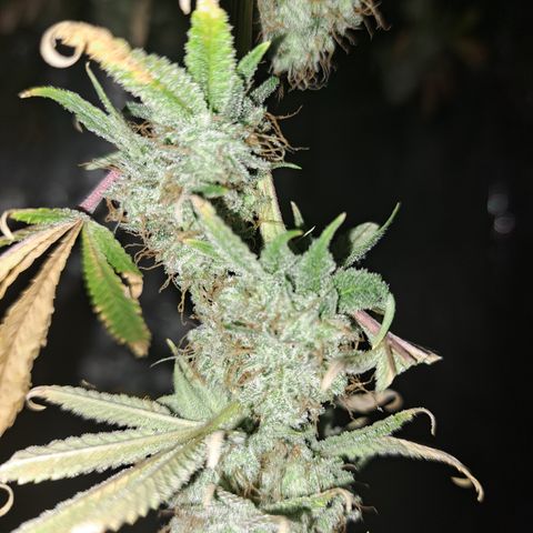 Gg#4 (josey cut) growlog timeline photo