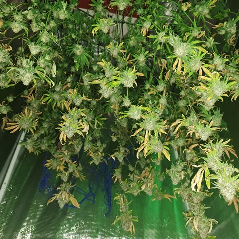 Gg#4 (josey cut) growlog timeline photo