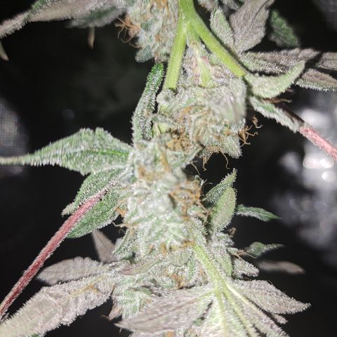 Pink Banana Trufflez growlog timeline photo
