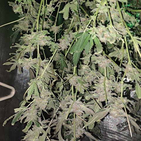 Pink Banana Trufflez growlog timeline photo