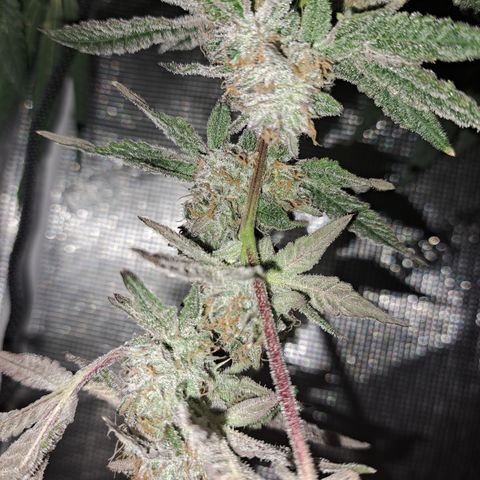 Pink Banana Trufflez growlog timeline photo