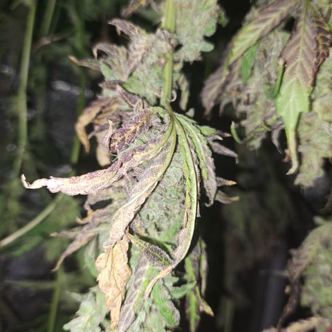 Krillins Kush growlog timeline photo