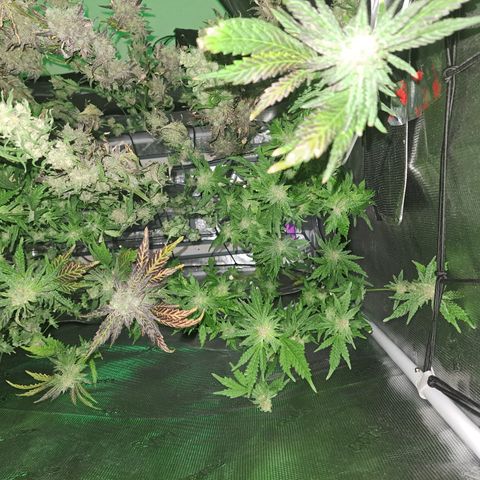 Krillins Kush growlog timeline photo