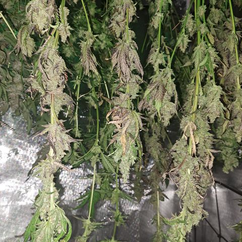 Krillins Kush growlog timeline photo