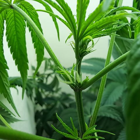 Purple Satellite x Peanut Butter Poop growlog timeline photo