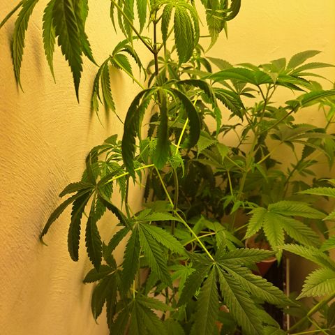 Purple Satellite x Peanut Butter Poop growlog timeline photo