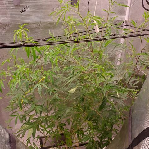 Malibu's Most Wanted growlog timeline photo