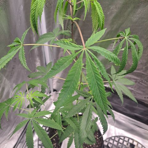 Purple Satellite x Peanut Butter Poop growlog timeline photo