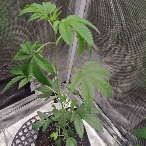 Jiffy Breath x Peanut Butter Poop  growlog timeline photo