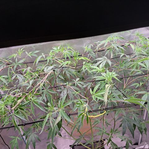 Malibu's Most Wanted growlog timeline photo