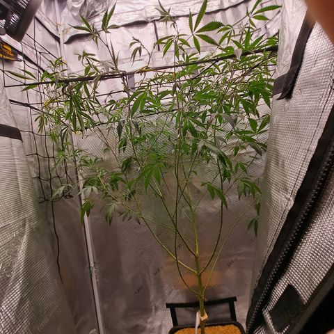 Malibu's Most Wanted growlog timeline photo