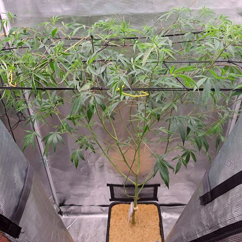 Malibu's Most Wanted growlog timeline photo