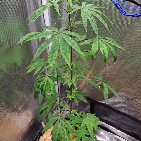 Purple Satellite x Peanut Butter Poop growlog timeline photo