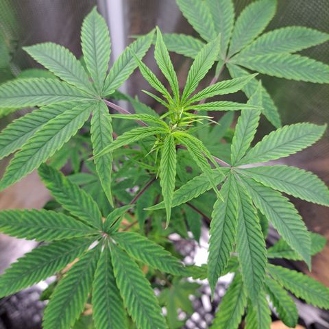Purple Satellite x Peanut Butter Poop growlog timeline photo