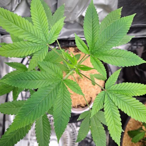 Jiffy Breath x Peanut Butter Poop  growlog timeline photo