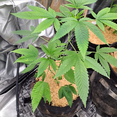 Jiffy Breath x Peanut Butter Poop  growlog timeline photo