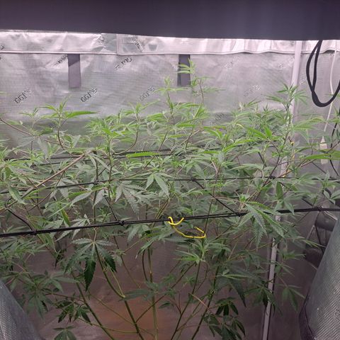 Malibu's Most Wanted growlog timeline photo