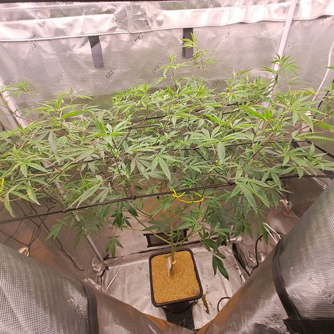 Malibu's Most Wanted growlog timeline photo