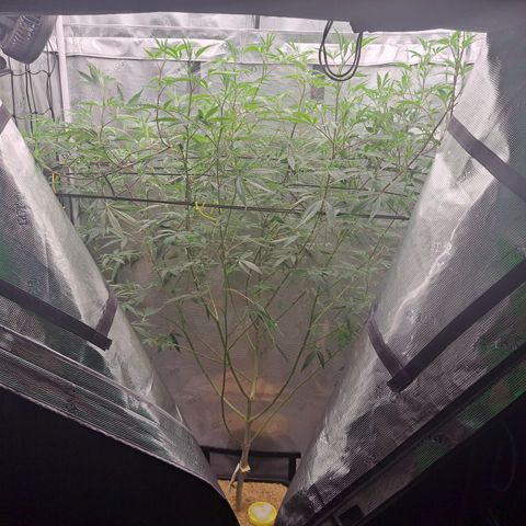 Malibu's Most Wanted growlog timeline photo