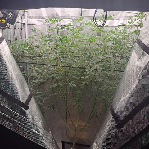 Malibu's Most Wanted growlog timeline photo