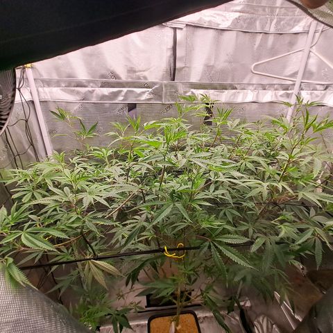 Malibu's Most Wanted growlog timeline photo