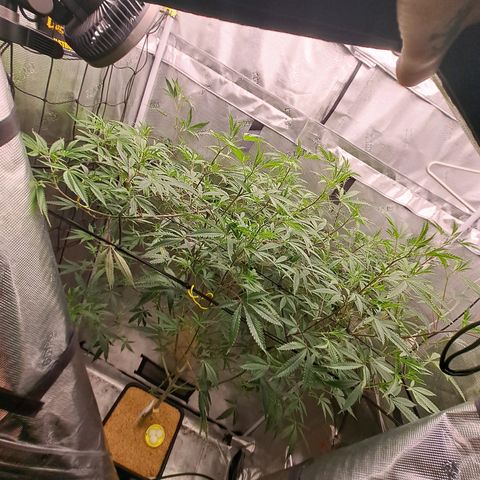 Malibu's Most Wanted growlog timeline photo