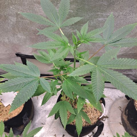 Jiffy Breath x Peanut Butter Poop  growlog timeline photo