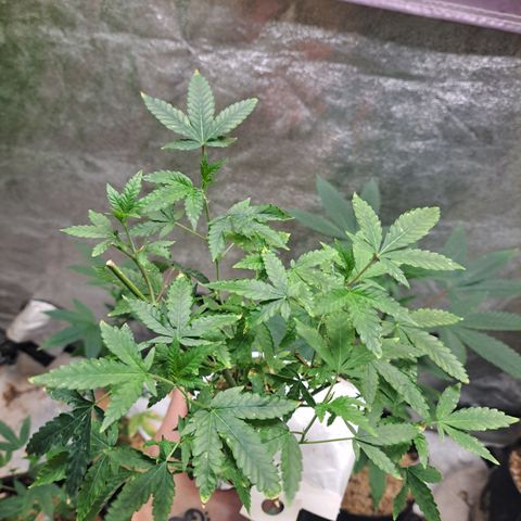 Pink Banana Trufflez (VAcut) growlog timeline photo