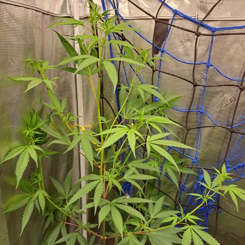 Purple Satellite x Peanut Butter Poop growlog timeline photo