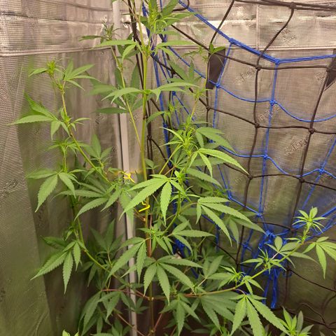 Purple Satellite x Peanut Butter Poop growlog timeline photo