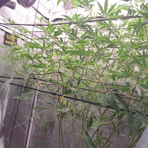 Malibu's Most Wanted growlog timeline photo