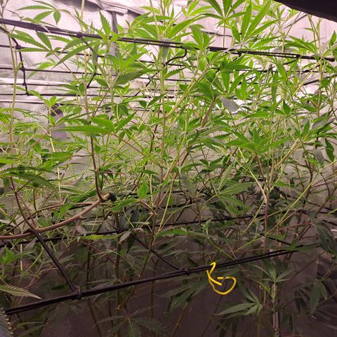 Malibu's Most Wanted growlog timeline photo