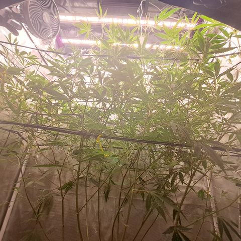Malibu's Most Wanted growlog timeline photo