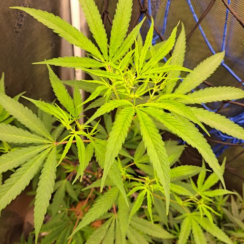 Purple Satellite x Peanut Butter Poop growlog timeline photo
