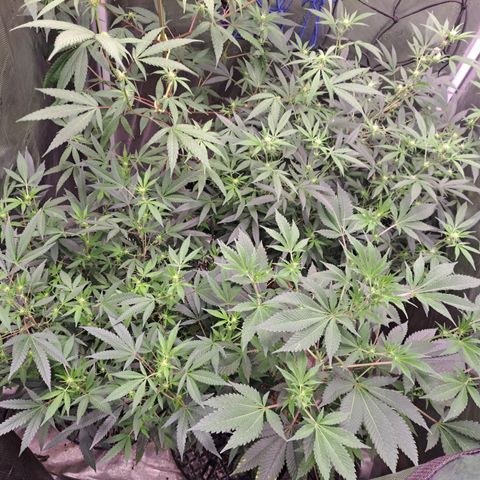 Triangle Kush (VSMKcut) growlog timeline photo