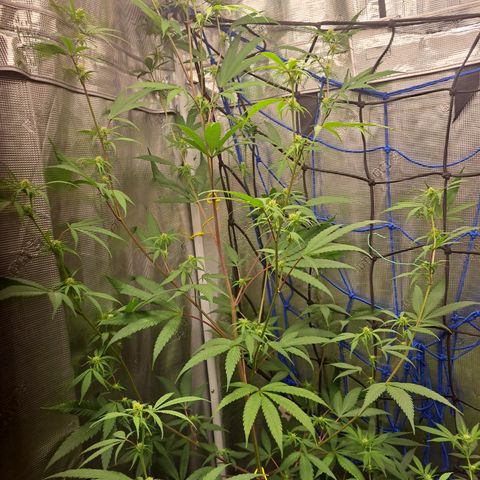 Purple Satellite x Peanut Butter Poop growlog timeline photo