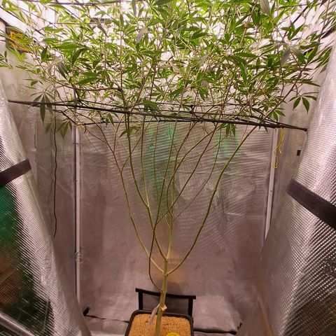 Malibu's Most Wanted growlog timeline photo