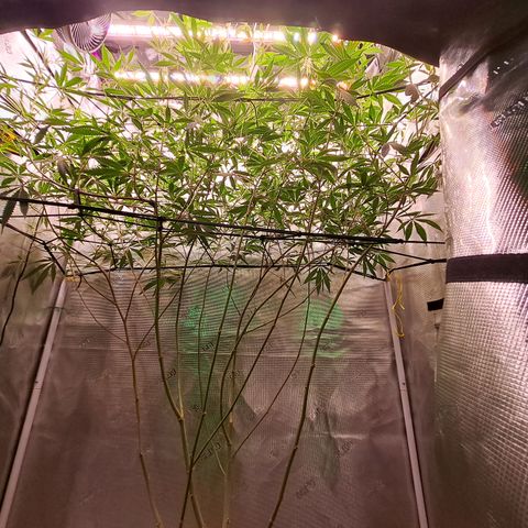 Malibu's Most Wanted growlog timeline photo